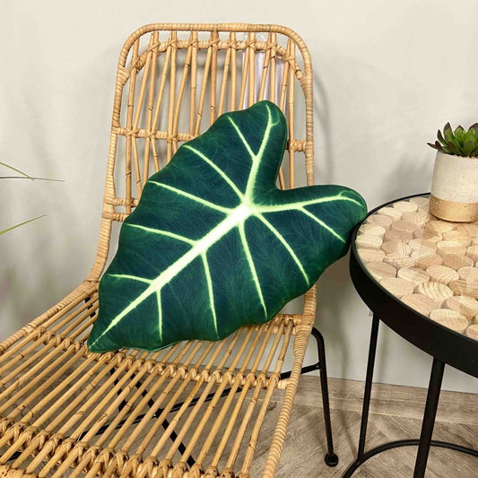 Alocasia Frydek cushion