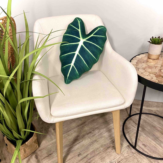 Alocasia Frydek pillow