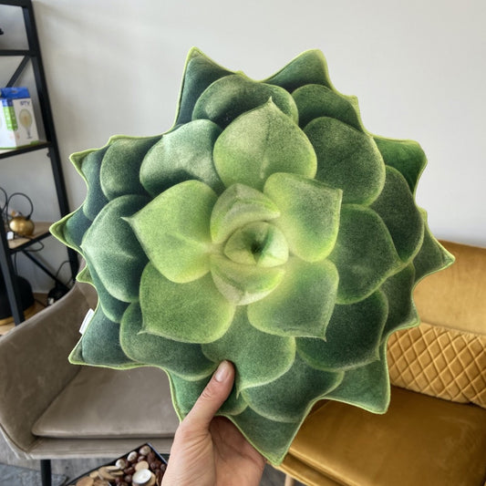 small echeveria pillow