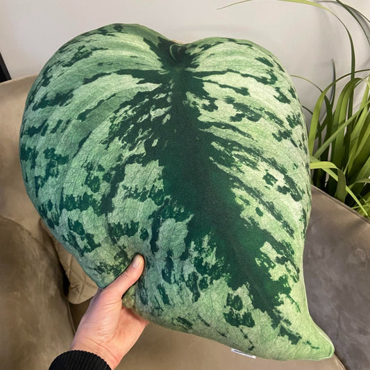 scindapsus leaf pillow