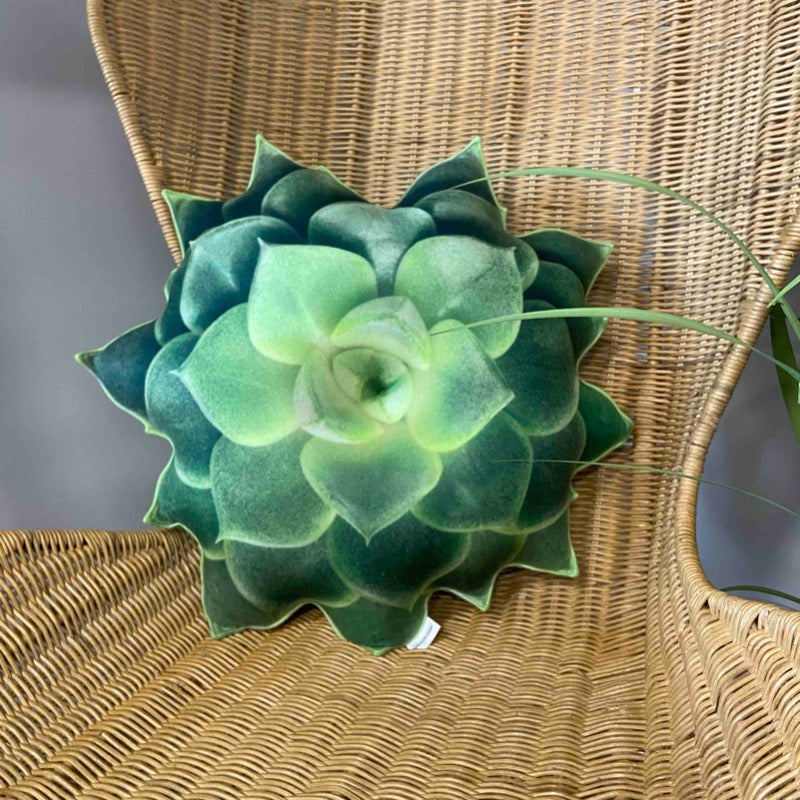 pillow succulent plant Succulent pillow / green succulent / echeveria pillow / succulent cushion