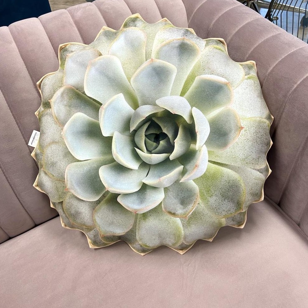 pillow plant succulent Succulent Echeveria pillow / plant pillow / bright Succulent cushion