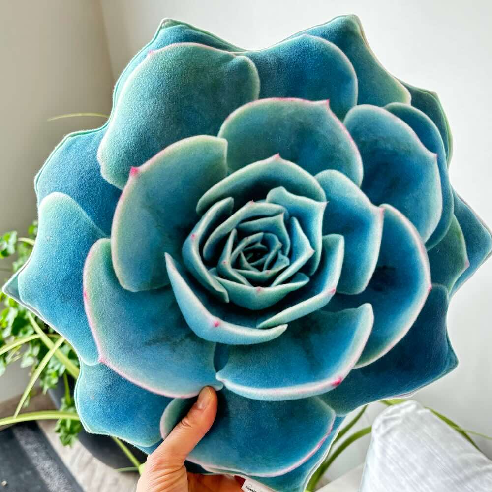 Succulent turquoise pillow