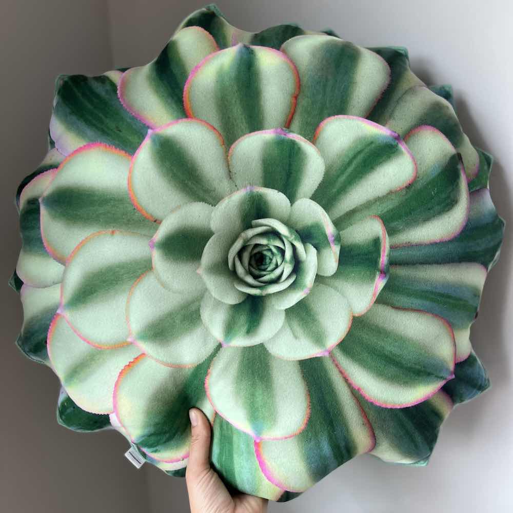 pillow succulent plant Aeonium Sunburst Succulent pillow / succulent pillow / plant pillow