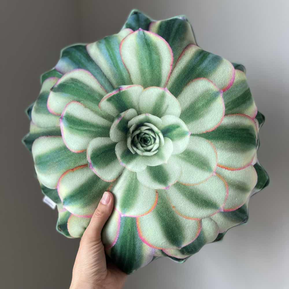 pillow plant succulent Aeonium Sunburst Succulent pillow / succulent pillow / plant pillow – Enjoy Pillows
