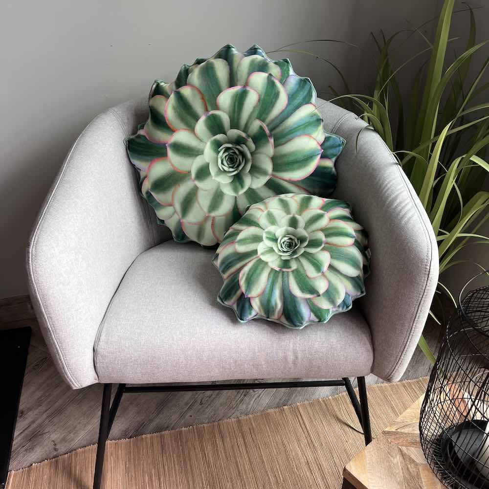 aeonium sunburst succulent