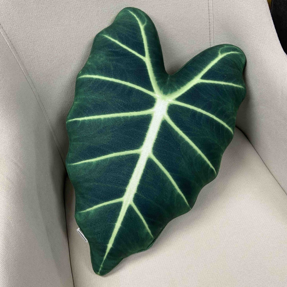Alocasia plant cushion leaf