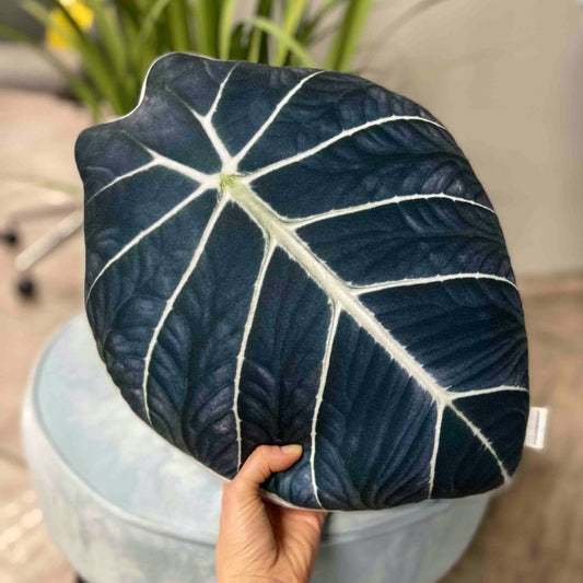 Alocasia Black Velvet leaf pillow