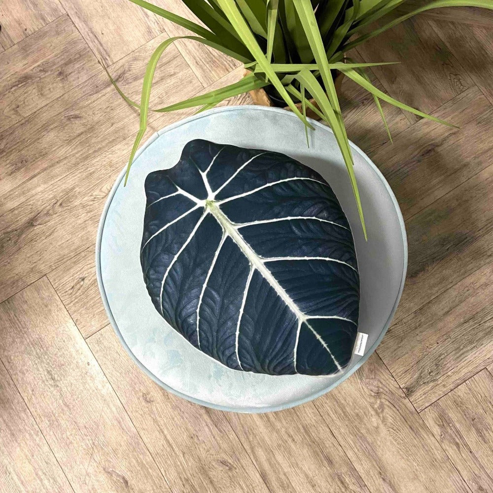 Alociasia Black Velvet pillow