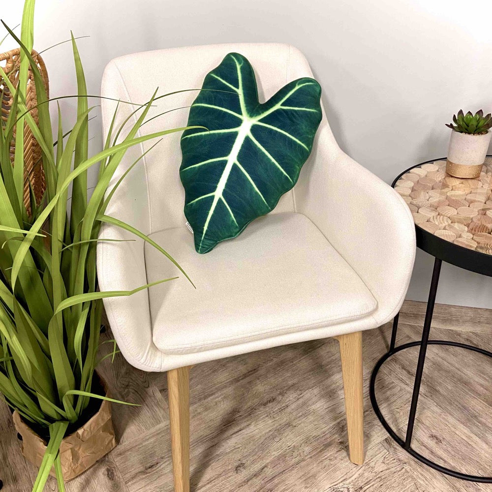 Alocasia Frydek pillow