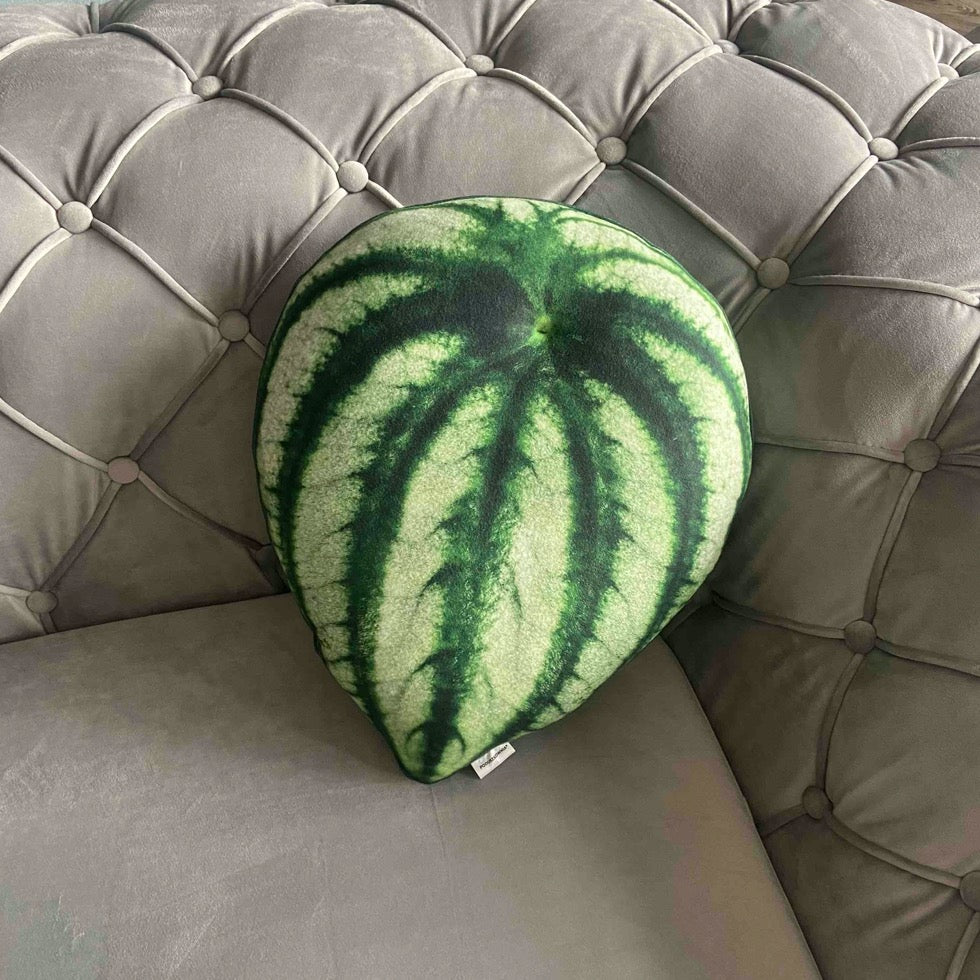 Peperomia watermelon plant pillow