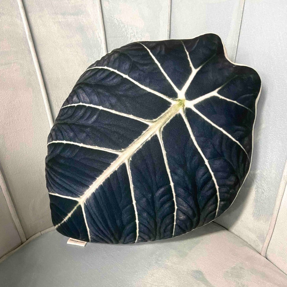 alocasia black velvet cushion