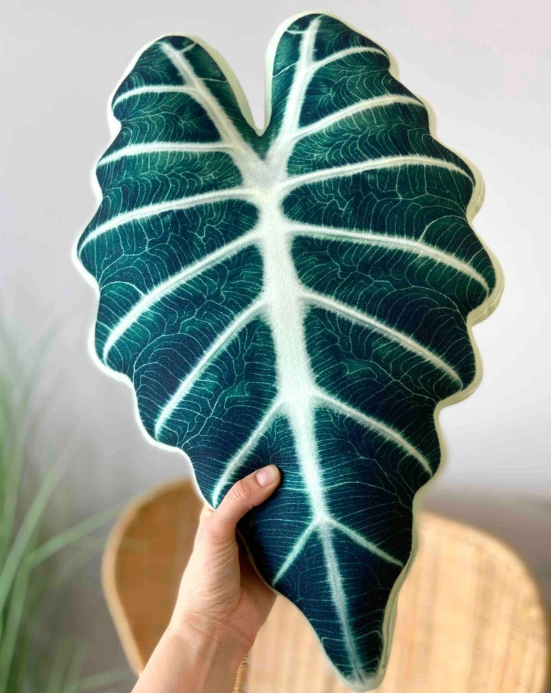 alocasia polly pillow
