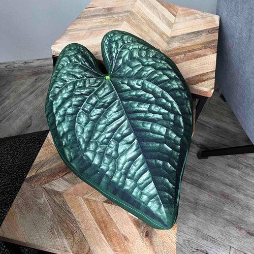 Anthurium Luxurians plant pillow