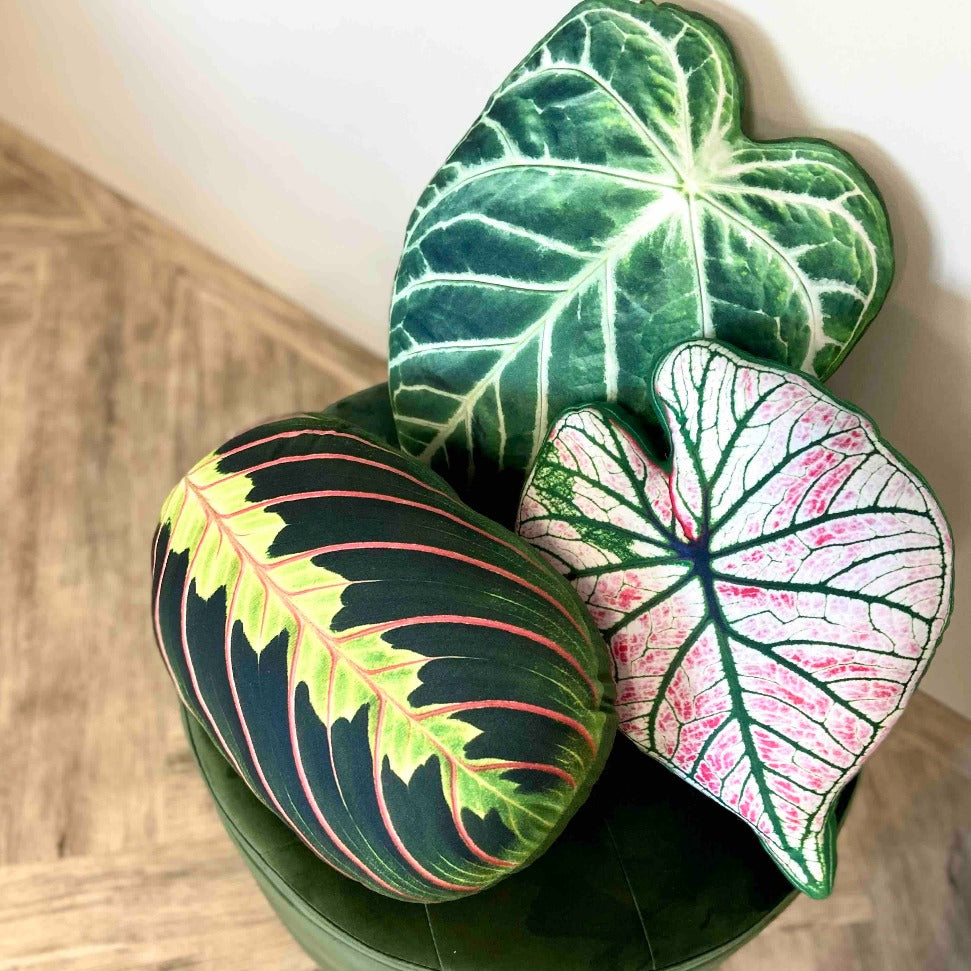 plant pillows