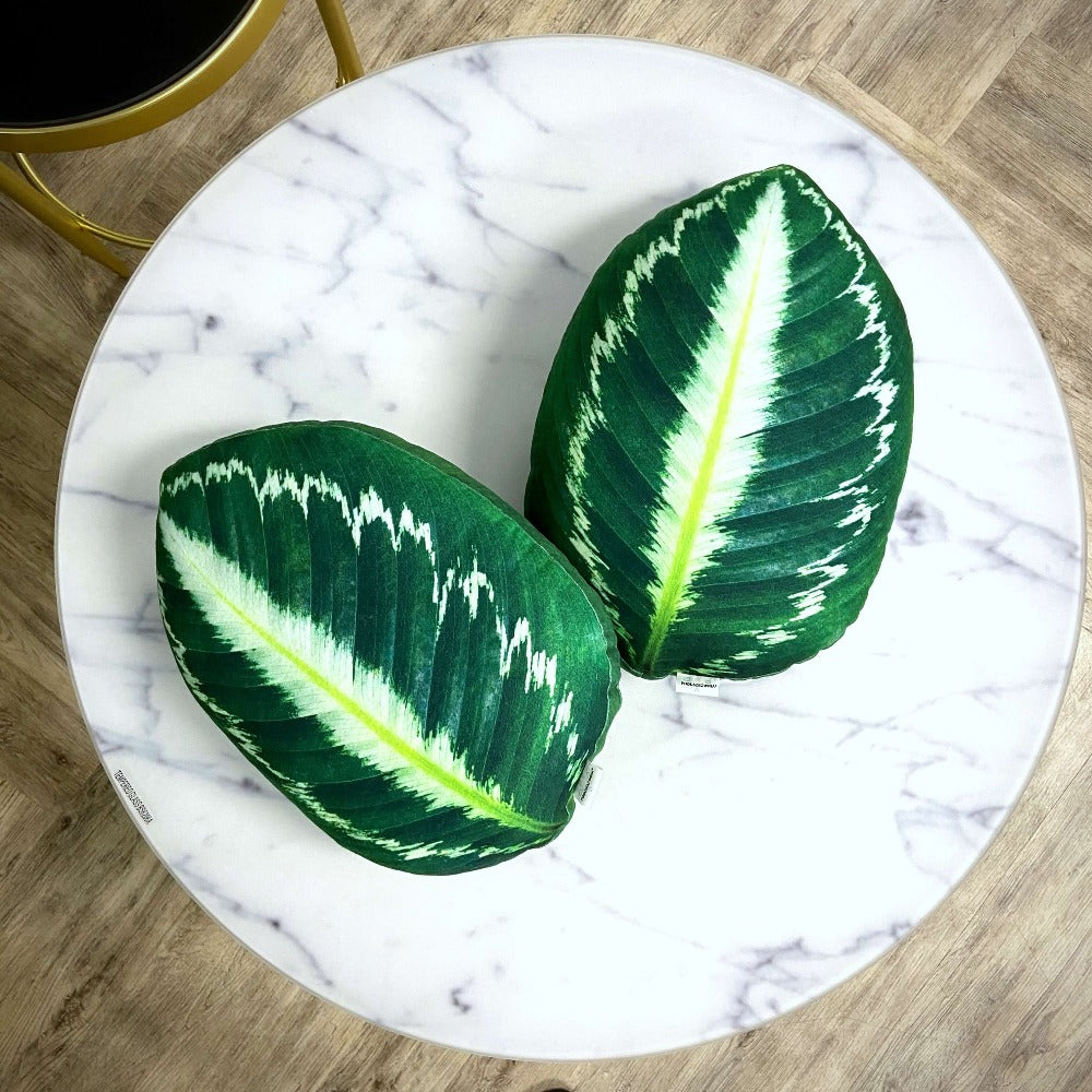 calathea cushion