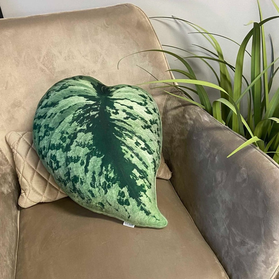 scindapsus pictus enjoypillows