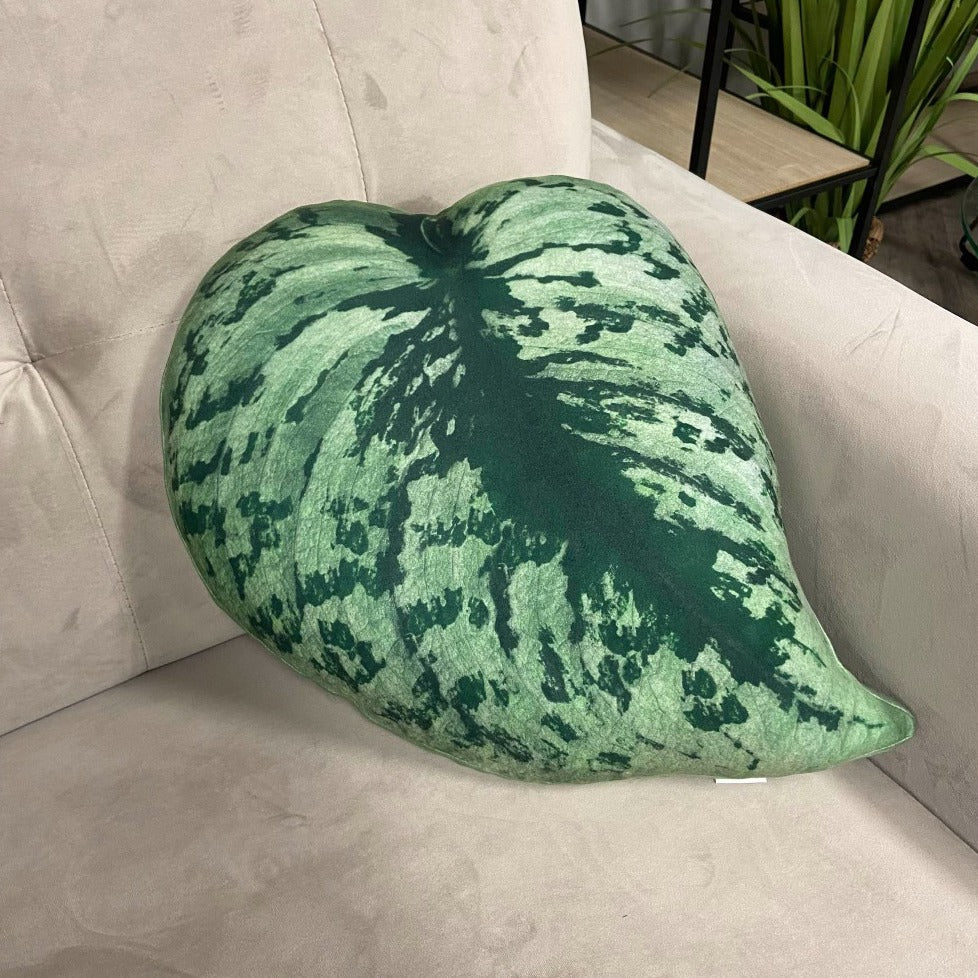 scindapsus exotica pillow