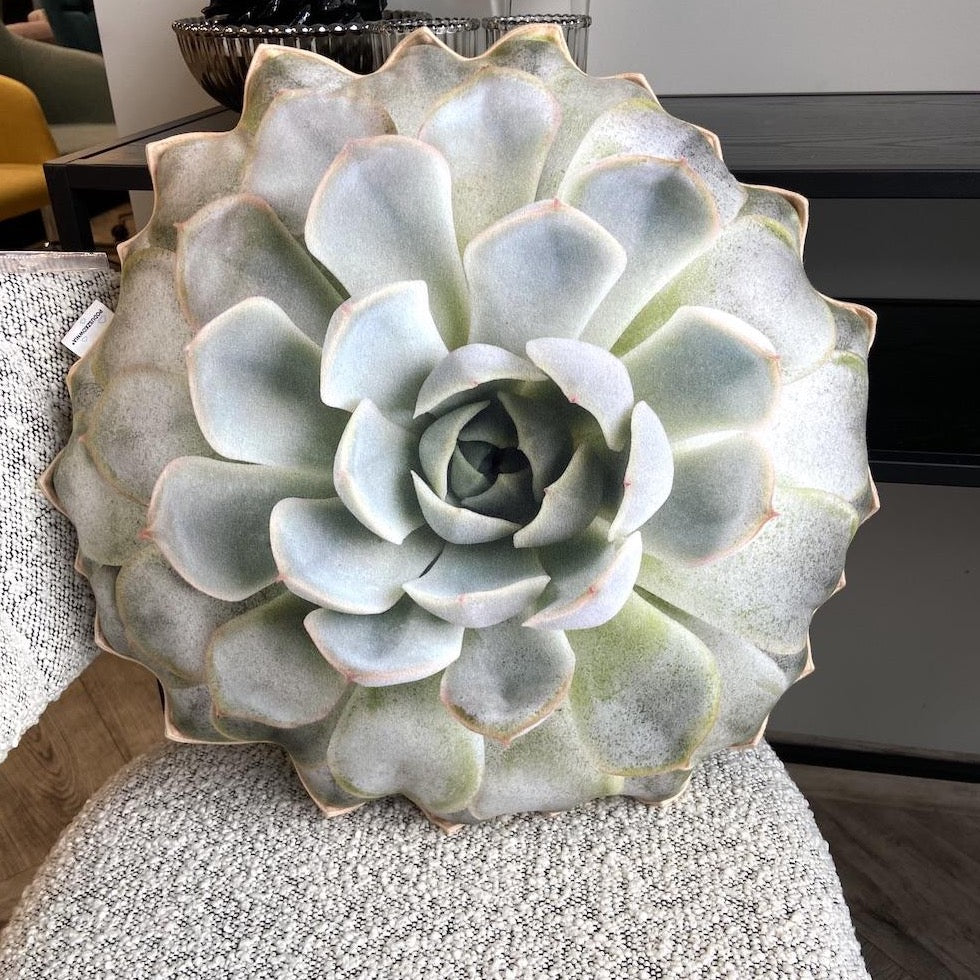 succulent echeveria pillow